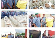 Nigeria Customs Announces Largest Seizure of Pangolin Scales Globally Since 2020