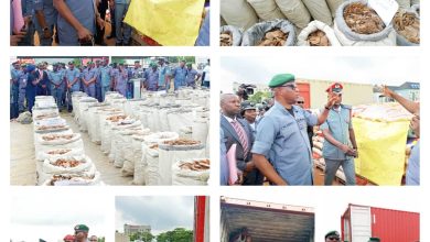 Nigeria Customs Announces Largest Seizure of Pangolin Scales Globally Since 2020