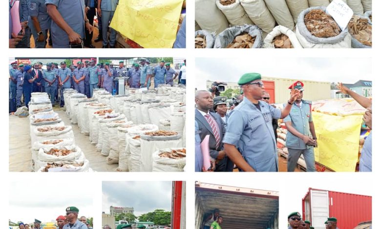 Nigeria Customs Announces Largest Seizure of Pangolin Scales Globally Since 2020