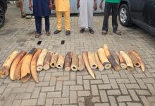 Customs Leads Joint Operation Against Wildlife Crime, Seizes 22 Elephant Tusks, Arrests Four Suspects