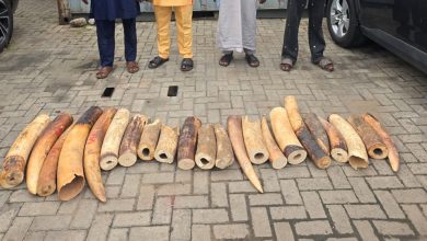 Customs Leads Joint Operation Against Wildlife Crime, Seizes 22 Elephant Tusks, Arrests Four Suspects