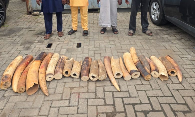 Customs Leads Joint Operation Against Wildlife Crime, Seizes 22 Elephant Tusks, Arrests Four Suspects