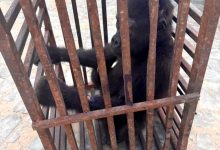 Customs Rescue Baby Gorilla, Arrest Suspected Wildlife Trafficker in Kano