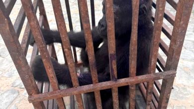Customs Rescue Baby Gorilla, Arrest Suspected Wildlife Trafficker in Kano
