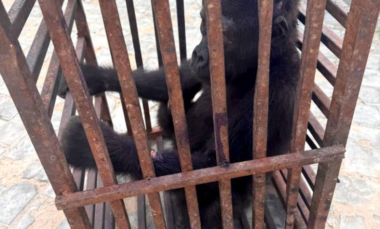 Customs Rescue Baby Gorilla, Arrest Suspected Wildlife Trafficker in Kano